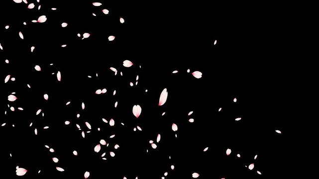 spring cherry flowers petals falling alpha channel animation,Japanese cherry blossom isolated overlay social media motion design element