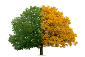 Half lush green half golden autumn tree isolated on transparent background