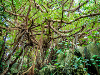 コーキ原のガジュマル群落（沖縄県小浜島）