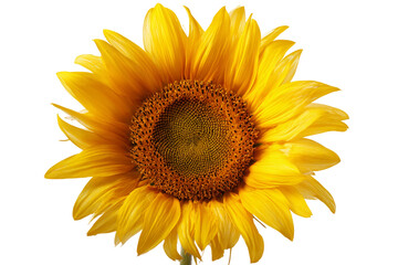 Fototapeta premium Sunflower head close-up showing seeds and petals isolated on transparent background