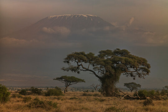 Mt Kilimanjaro and an acacia tree photographed during a sunset at the golden hour at Amboseli National Park in Kenya.