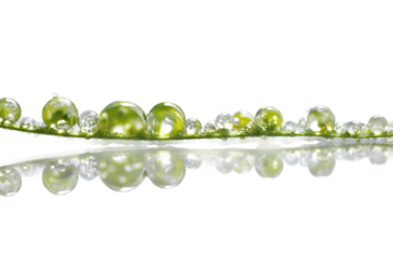 Fresh dew drops reflecting bright sunlight isolated on transparent background