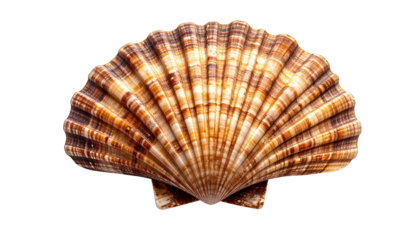 A large seashell with brown and white stripes displayed on a white background