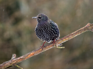 Star, Sturnus vulgaris