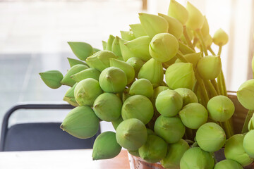Lotus buds are used for worshipping Buddha on important Buddhist holidays.Flowers in Buddhism.