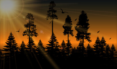 Abstract background pines siluit background.