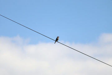 bird on wire