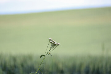 flower with a little bug and soft focus background