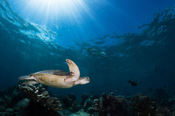 Green sea turtle swims through coral reef under bright sun rays in clear blue water during midday in an ocean environment