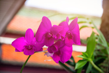 Orchid flowers on the tree. Beautiful and vibrant colors, perfect for a backdrop.