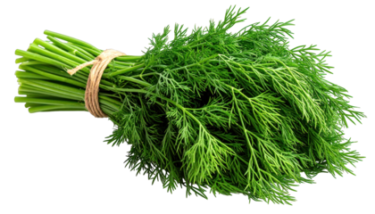 A vibrant green bunch of feathery herb tied with twine against a dark background