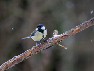 Obraz premium Kohlmeise, Parus major 
