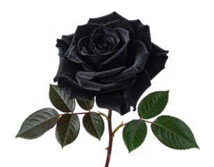 black rose with isolated on a transparent background.