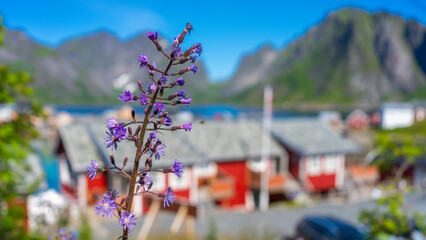 Hamn&oslash;y - der zauberhafte Fjord auf den Lofoten