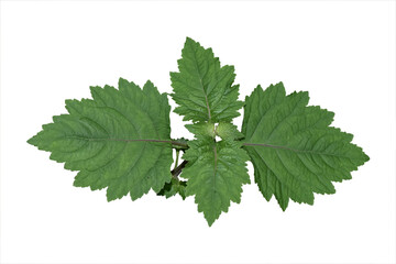 Patchouli leaves are the basic ingredient in making oil. Patchouli leaves isolated in white