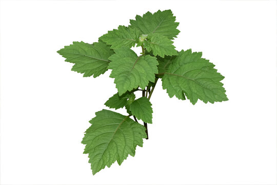 Patchouli leaves are the basic ingredient in making oil. Patchouli leaves isolated in white