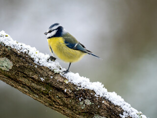 Obraz premium Blaumeise, Cyanistes caeruleus 