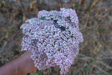 Hand holding yarrow flowers bunch outdoor © tonifrito