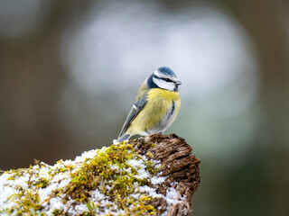 Blaumeise, cyanistes caeruleus