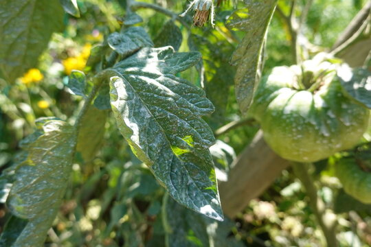 Tomato plant showing powdery mildew disease on leaves