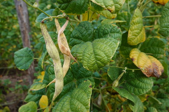 Growing pinto beans on plant in garden