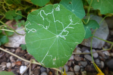Nasturtium leaf showing damage from leaf miners