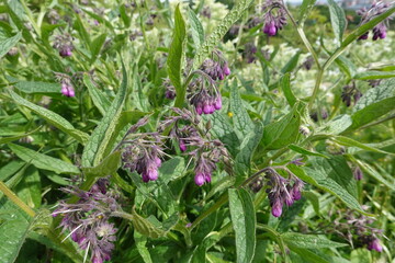 Common comfrey flowers blooming with green leaves