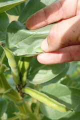 Farmer examining broad bean plant for black bean aphids