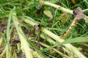 Bumblebee resting on thorny plant stem outdoors