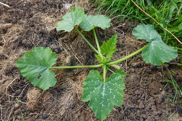 Young zucchini plant growing in garden bed with mulch