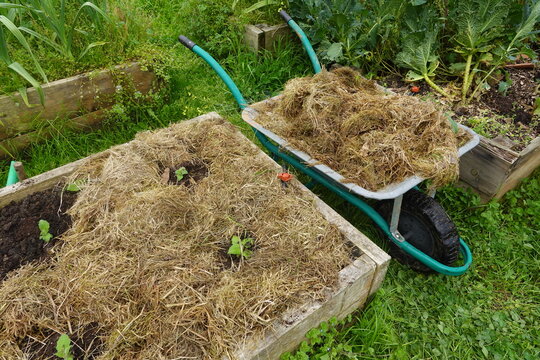 Gardener mulching vegetable garden with dry grass using wheelbarrow
