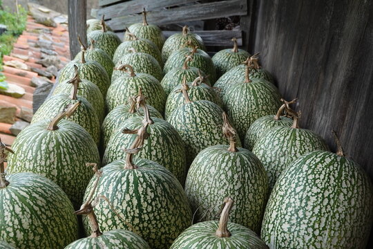 Siam pumpkins displaying fresh harvest in wooden shed