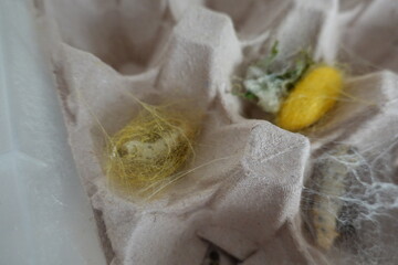 Yellow silk cocoons resting in egg carton, ready for silk production