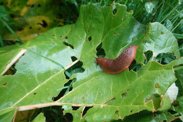 Slug crawling on eaten green leaf in garden