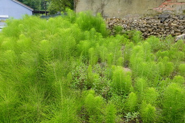 Horsetail plants growing wild near old stone wall