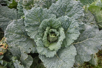 Savoy cabbage growing in field with water droplets