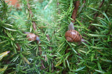 Snails crawling on wet rosemary branches after rain