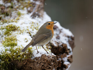 Rotkehlchen, European robin, Erithacus rubecula