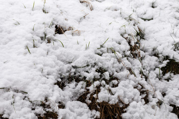 Snow blankets the ground in a rural field. Strands of grass peek through the white snow. The scene shows a quiet winter setting with no signs of human presence