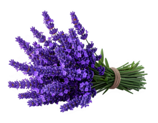 Lavender Bouquet of Purple Sprigs Tied with Twine.