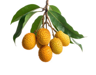 Close-up of a fruit bunch, featuring a branch with green leaves and textured, yellow-orange spheres