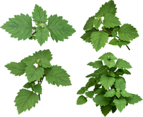 Patchouli leaves (Pogostemon cablin) on a transparent background. Patchouli leaves are the basic ingredient for making essential oils. PNG	