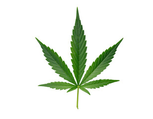 Fresh green plant leaf with serrated edges and prominent central vein