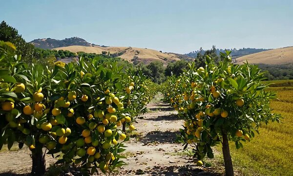 Rows of Lush Citrus Trees Bursting with Ripe Fruits Under a Sunny Sky.