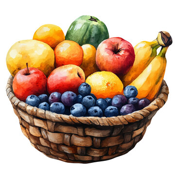 Babassu Fruit Basket, watercolor illustration vector, isolated on a white background.