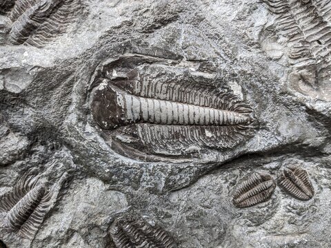 A well-preserved trilobite fossil, representing an ancient marine arthropod from the Paleozoic era, a key piece in understanding Earth&rsquo;s early life.