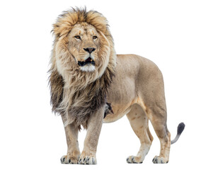 Obraz premium Majestic adult lion standing on white background with full mane and strong stance