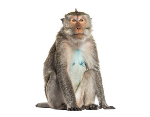 Monkey sitting upright with a glowing blue chest mark