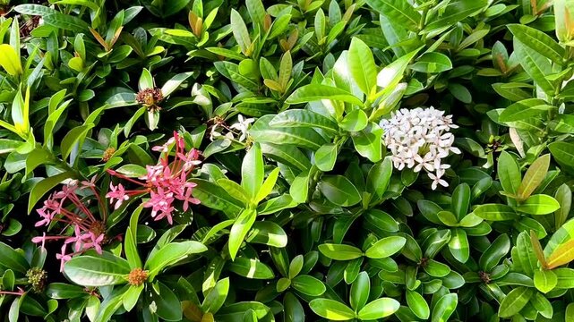 Beautiful flowers Asoka or Saraca Indica or Saraca Asoca with grove green leafs. Asoka flower is a plant that is often used as an ornamental and greening plant in parks
