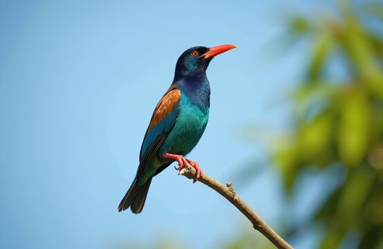 Oriental dollarbird with bright blue and green plumage perches on a thin tree branch against a clear sky background. The bird has an orange beak and red feet.